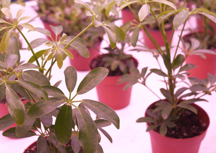 hydrofarm-trade-show-display-agriculture-farming-fgpg-experiential-735x520